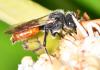 Nomada sp.